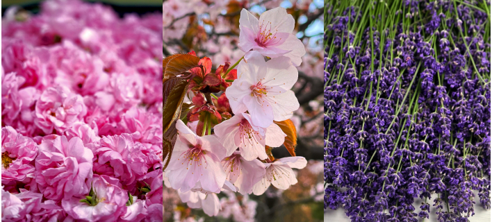 はまなす・蝦夷山桜・ラベンダー